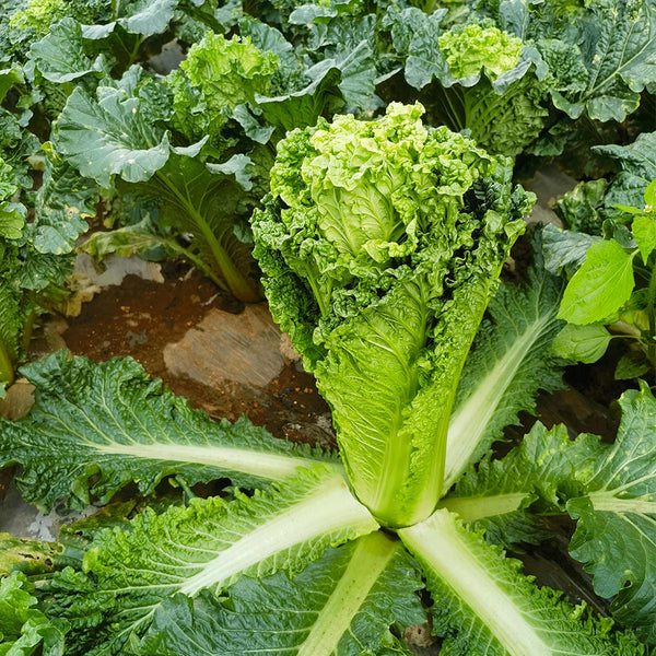 'Cuiqing 75' Qingmaye Chinese Cabbage Seeds, 4g