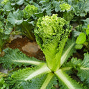 'Cuiqing 75' Qingmaye Chinese Cabbage Seeds, 4g