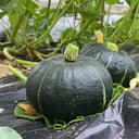 'Li Mei No. 1' Baby Pumpkin Seeds, 500 Seeds