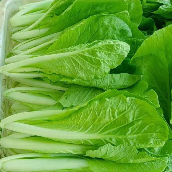 Creamy Baby Bok Choy Seeds, 5 × 5g Bags