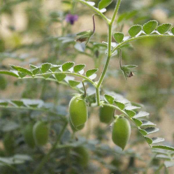 Kabuli Chickpea Seeds, 20g