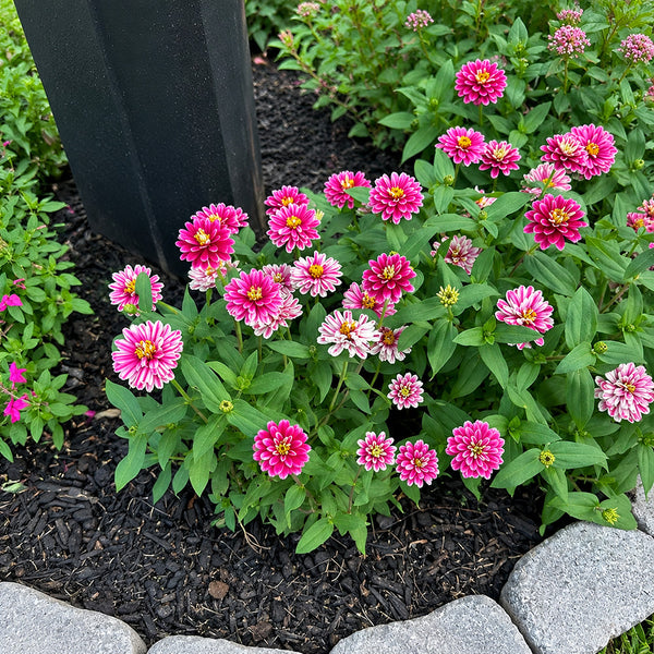 W1337 Double Zahara Raspberry Ripple Zinnia, 5 Seeds