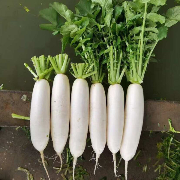 'Hanyuchun' White Radish Seeds, 10g