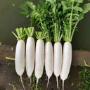 'Hanyuchun' White Radish Seeds, 10g