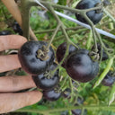 Black Jiaozi Tomato, 200 Seeds