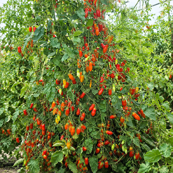 1167 2424 from Zuzi Tomato, 5 Seeds