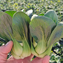 'Aijiaoqing' Bok Choy Seeds, 5g