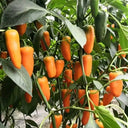 Mixed Color Fruit Pepper, 80 Seeds
