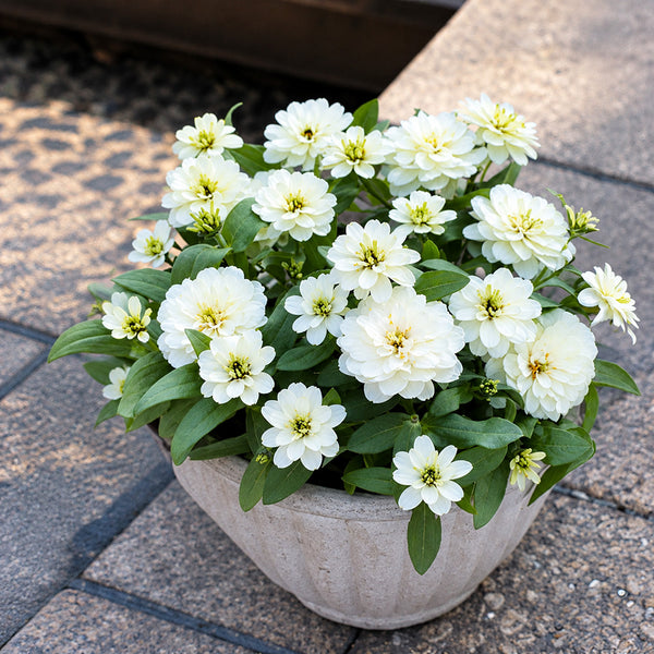 W1340 Profusion Double White Improved Zinnia, 5 Seeds