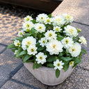 W1340 Profusion Double White Improved Zinnia, 5 Seeds