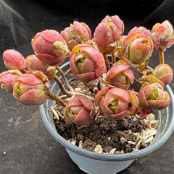Aeonium saundersii, 1 Plant