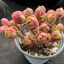 Aeonium saundersii, 1 Plant