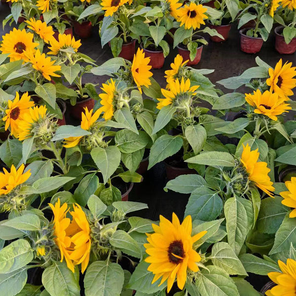 Dwarf Potted Sunflower Seeds, 5g