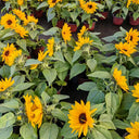 Dwarf Potted Sunflower Seeds, 5g