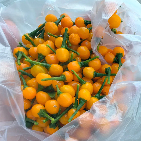 Aji Charapita, 20 Seeds