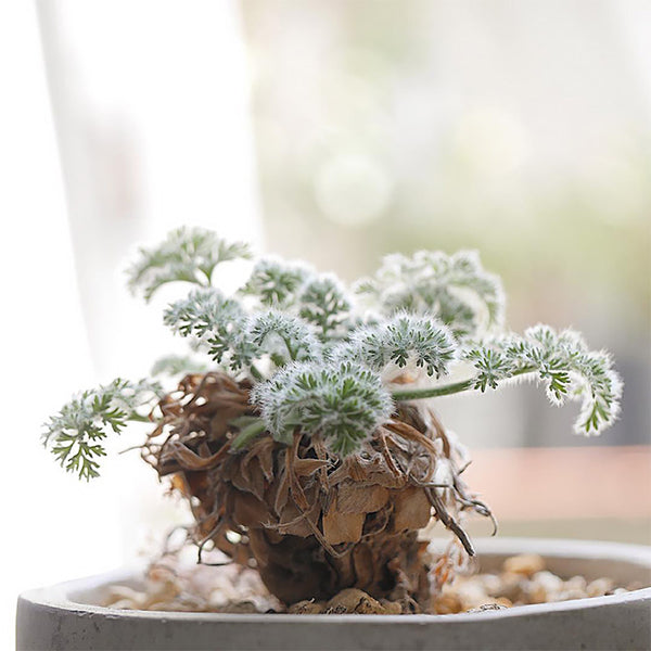 TD002 Pelargonium appendiculatum, 1 Dormant Tuber