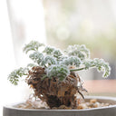 TD002 Pelargonium appendiculatum, 1 Dormant Tuber