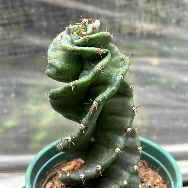 Cereus forbesii 'Spiralis', 13-14cm