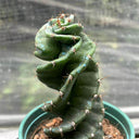 Cereus forbesii 'Spiralis', 13-14cm