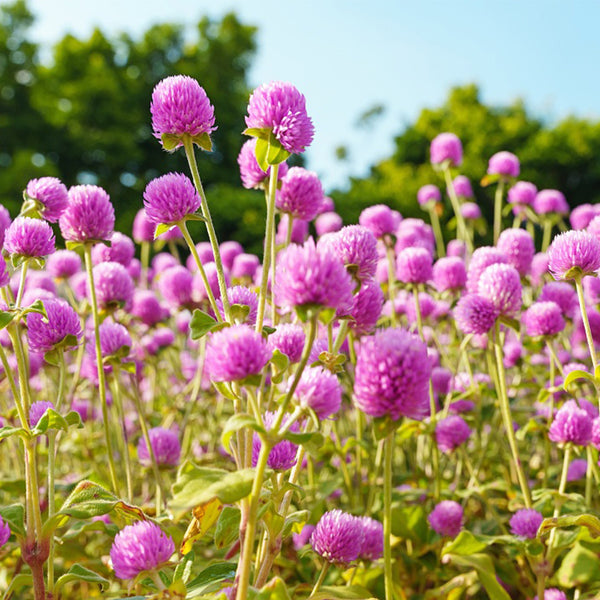 Hezhichun Pink Globe Amaranth Seeds, 1g