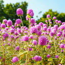 Hezhichun Pink Globe Amaranth Seeds, 1g