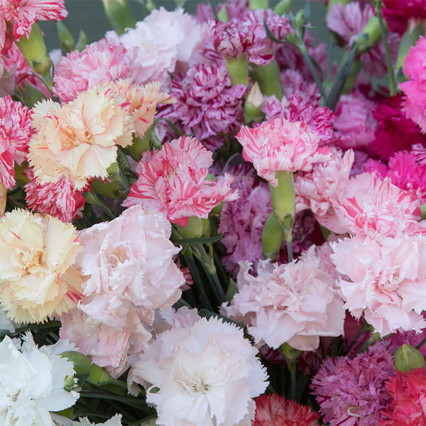 Chabaud Mixed Color Carnation, 15 Seeds