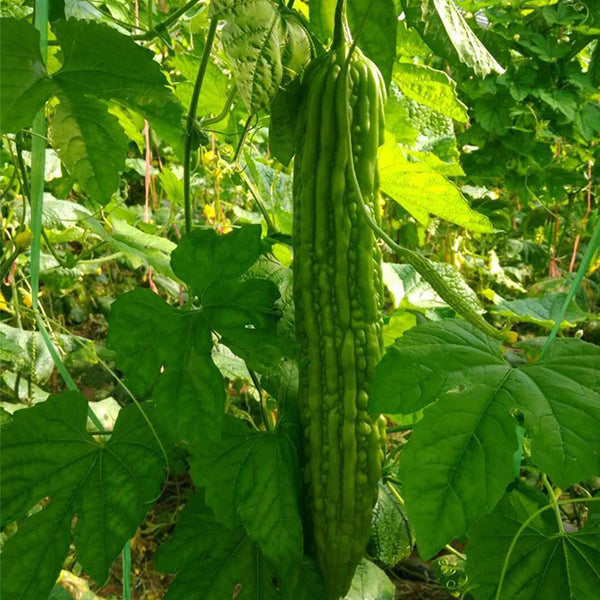 Silver Jubilee Pearl Bitter Gourd F1 Seeds, 20 Seeds