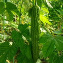 Silver Jubilee Pearl Bitter Gourd F1 Seeds, 20 Seeds