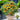 Potted Dwarf Yellow Tomato, 100 Seeds