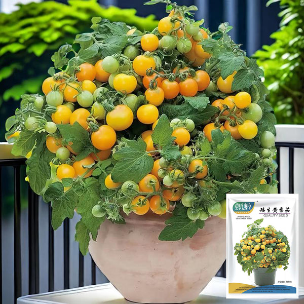 Potted Dwarf Yellow Tomato, 100 Seeds
