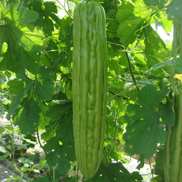 Jiemei No.5 Bitter Gourd, 50 Seeds