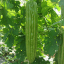 Jiemei No.5 Bitter Gourd, 50 Seeds