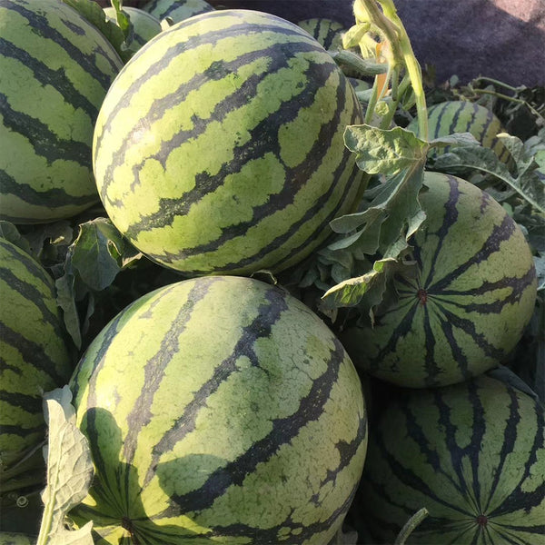 Xiumei Meidu Watermelon, 20 Seeds