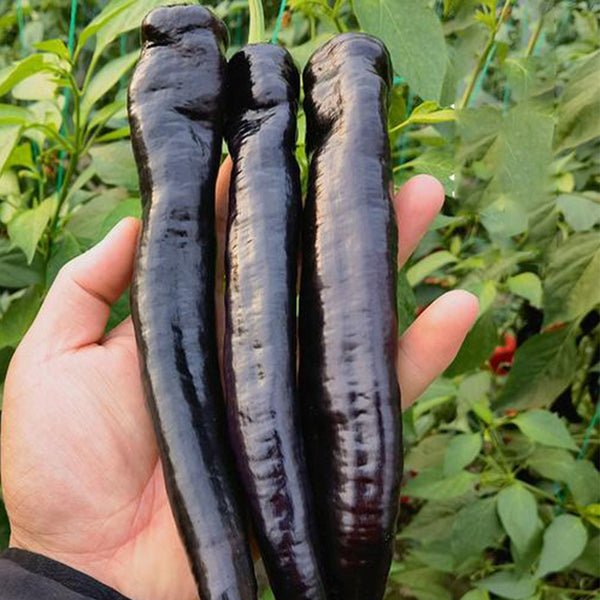 Purple Pepper Seeds (F1 Hybrid), 20 Seeds