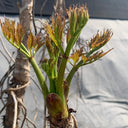 Aralia Shoots, 100 Seeds