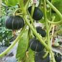 Mini Black Baby Pumpkin, 20 Seeds