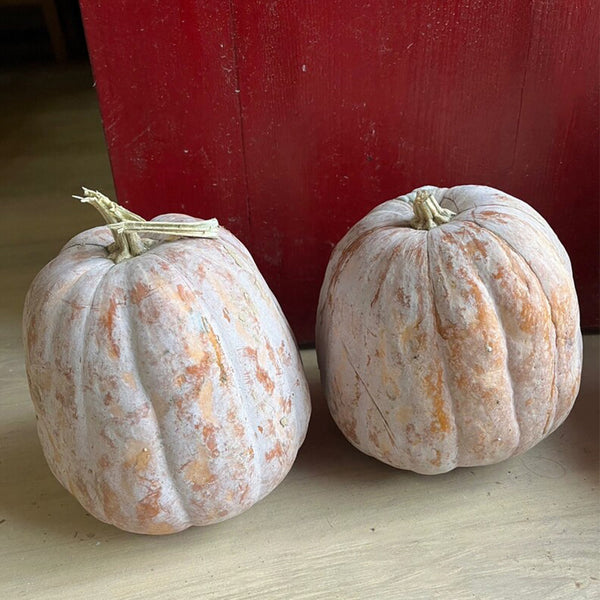 Jiami F1 Pumpkin, 20 Seeds