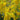 Golden Shower Tree, 10 Seeds