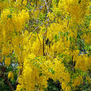 Golden Shower Tree, 10 Seeds