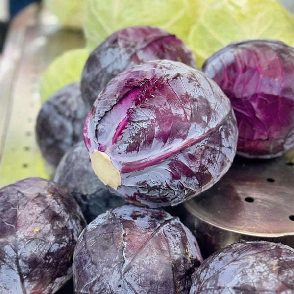 Zifeng Purple Cabbage Seeds, 1g