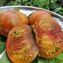 724 Purple Ambrosia Tomato, 5 Seeds
