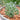Broad-leaved Albuca Seeds, 100 Seeds