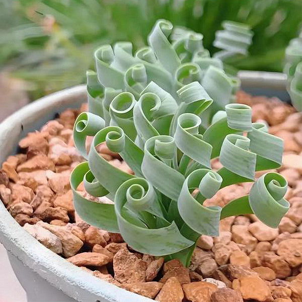 Broad-leaved Albuca Seeds, 100 Seeds