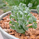 Broad-leaved Albuca Seeds, 100 Seeds