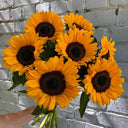 'Little Black Bear' Ornamental Sunflower Seeds, 1g