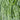 'JieMei' White-Stemmed Water Spinach Seeds, 20g