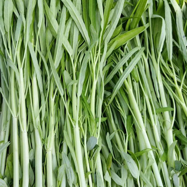 'JieMei' White-Stemmed Water Spinach Seeds, 20g