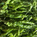 Julong 828 Long Pepper Seeds, 1000 Seeds