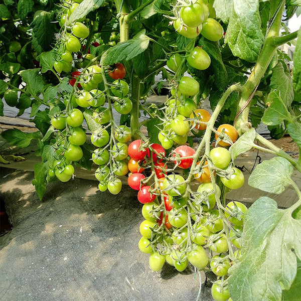 Saint Anne Cherry Tomato, 10 Seeds