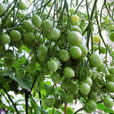 Crazy Barry Cherry Tomato, 20 Seeds